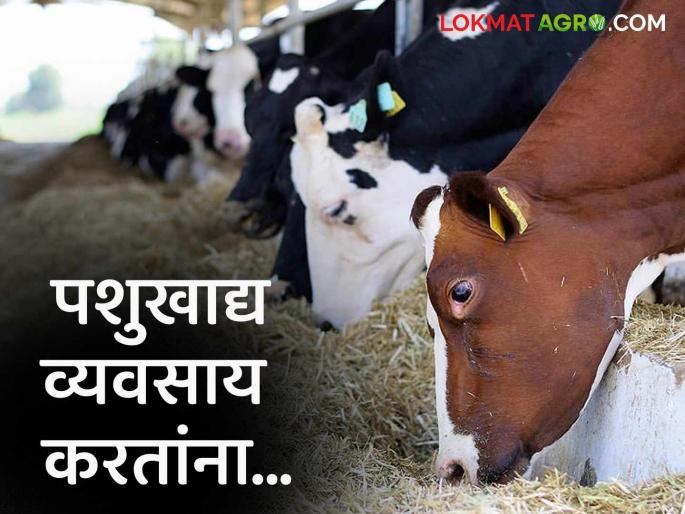 Latest News agriculture News start an animal feed business, keep five things in mind, read in detail | Animal Feed Business : पशुखाद्य व्यवसाय सुरु करायचाय, 'या' गोष्टी लक्षात ठेवा, वाचा सविस्तर 