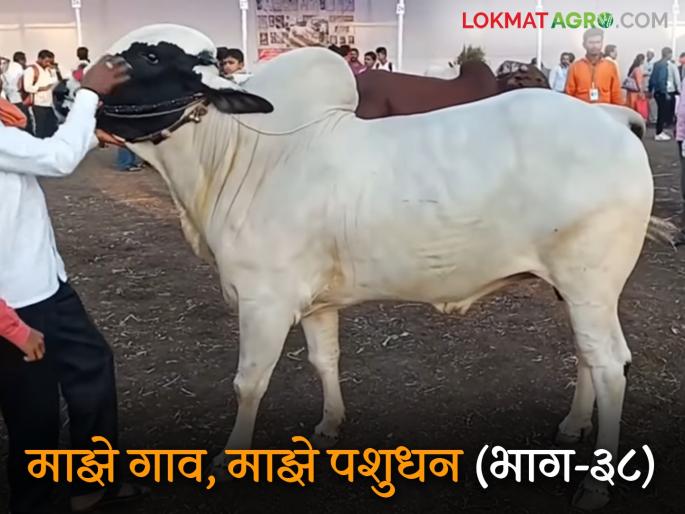 You too may want to win at the animal show; livestock farmers prepare like this | तुम्हालाही पशुप्रदर्शनात मारायची असेल बाजी; पशुपालकांनो अशी करा तयारी