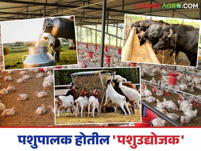 Reconstructing of the Animal Husbandry Department in the state farmers will make animal husbandry entrepreneurs; Read in detail | राज्यात पशुसंवर्धन विभागाची पुनर्रचना पशुपालकांना बनवेल पशुउद्योजक; वाचा सविस्तर Reconstructing of the Animal Husbandry Department in the state farmers will make animal husbandry entrepreneurs; Read in detail | राज्यात पशुसंवर्धन विभागाची पुनर्रचना पशुपालकांना बनवेल पशुउद्योजक; वाचा सविस्तर