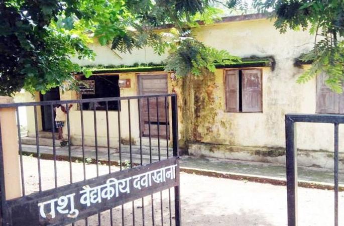 Washim: Animal Husbandry Department harassed due to vacancies! | वाशिम : रिक्त पदांमुळे पशुसंवर्धन विभाग हैराण! Washim: Animal Husbandry Department harassed due to vacancies! | वाशिम : रिक्त पदांमुळे पशुसंवर्धन विभाग हैराण!