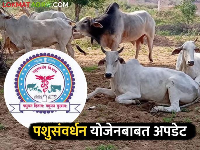 Latest News Correction of document errors in animal husbandry scheme read In Details | पशुसंवर्धन योजनेत कागदपत्रे अपलोड केली, पण चूक झाली, दुरुस्तीसाठी 'या' तारखेपर्यंत मुदत 