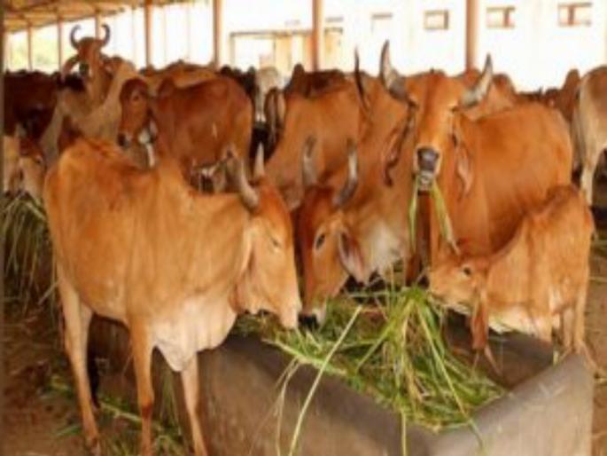 Drought crisis: 2 lakh pashudhan live in chara chawani at five districts | दुष्काळाचे संकट : पाच जिल्ह्यातील तब्बल २ लाख पशुधन चारा छावण्यात Drought crisis: 2 lakh pashudhan live in chara chawani at five districts | दुष्काळाचे संकट : पाच जिल्ह्यातील तब्बल २ लाख पशुधन चारा छावण्यात