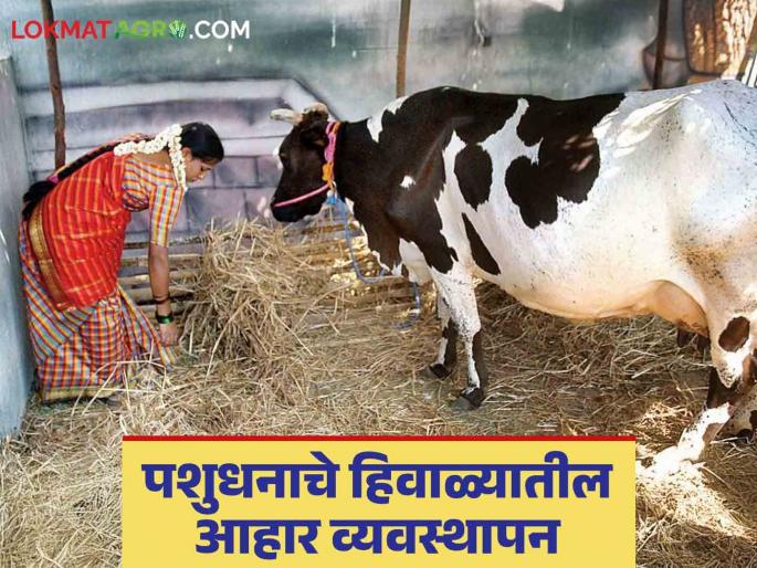 Animal feeding in Winter: What should be the diet of livestock in winter? What are its benefits? Read in detail | Animal feeding in Winter : हिवाळ्यात पशुधनाचा आहार कसा असायला हवा? त्याचे फायदे काय? वाचा सविस्तर 
