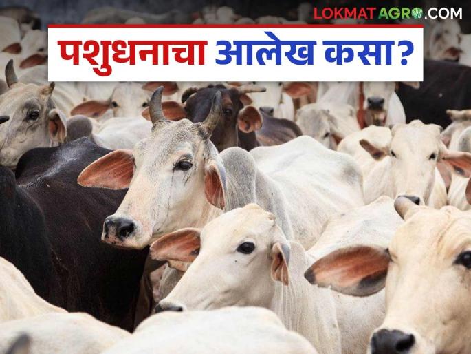 21st livestock census: latest news Population is increasing; but livestock numbers are decreasing! Read in detail | 21st livestock census : लोकसंख्या वाढतेय; पशुधनाचा आलेख मात्र घटतच चाललाय! वाचा सविस्तर 21st livestock census: latest news Population is increasing; but livestock numbers are decreasing! Read in detail | 21st livestock census : लोकसंख्या वाढतेय; पशुधनाचा आलेख मात्र घटतच चाललाय! वाचा सविस्तर