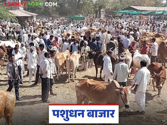 Livestock Market: latest news A pair of bulls has come to the market for a 'price'; Read the reason in detail | Livestock Market: बैलजोडीला आला बाजारात 'भाव'; काय आहे कारण वाचा सविस्तर Livestock Market: latest news A pair of bulls has come to the market for a 'price'; Read the reason in detail | Livestock Market: बैलजोडीला आला बाजारात 'भाव'; काय आहे कारण वाचा सविस्तर