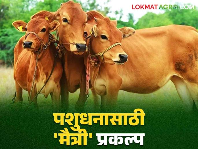 Artificial insemination of livestock : 'Maitri' project now for maintenance of livestock; Read in detail which will be beneficial in rural areas   | Artificial insemination of livestock : पशुधनाच्या देखभाल करण्यासाठी आता 'मैत्री' प्रकल्प; ग्रामीण भागात ठरणार फायदेशीर वाचा सविस्तर   Artificial insemination of livestock : 'Maitri' project now for maintenance of livestock; Read in detail which will be beneficial in rural areas   | Artificial insemination of livestock : पशुधनाच्या देखभाल करण्यासाठी आता 'मैत्री' प्रकल्प; ग्रामीण भागात ठरणार फायदेशीर वाचा सविस्तर