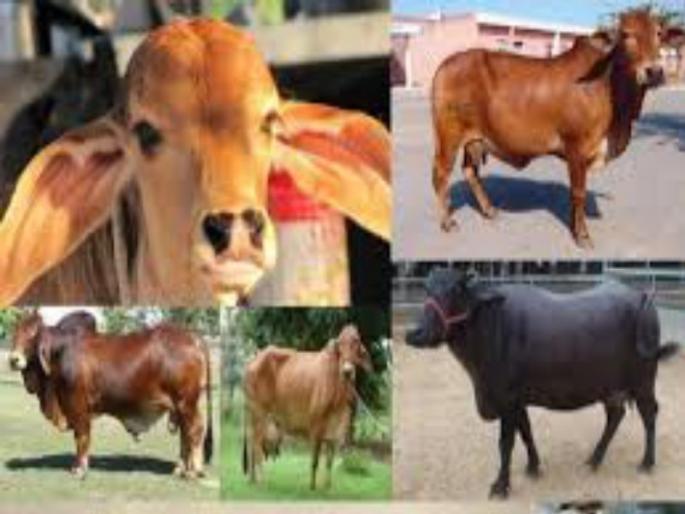Ear tags to prevent livestock smuggling | पशुधनाची तस्करी रोखण्यासाठी इअर टॅग Ear tags to prevent livestock smuggling | पशुधनाची तस्करी रोखण्यासाठी इअर टॅग