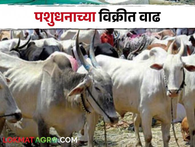 Cattle sales increased due to fodder, water problems | चारा, पाण्याच्या समस्येमुळे जनावरांची विक्री वाढली