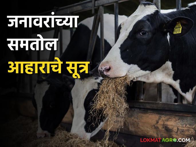Feed this healthy food along with dry fodder to increase milk production in livestock | जनावारांतील दुध वाढीसाठी वैरणीबरोबर द्या हा सकस आहार Feed this healthy food along with dry fodder to increase milk production in livestock | जनावारांतील दुध वाढीसाठी वैरणीबरोबर द्या हा सकस आहार