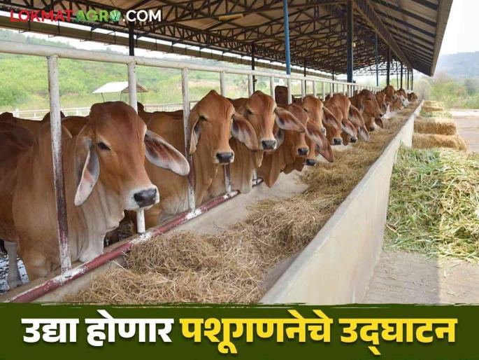 Pashu Ganana 2024: The country's 21st livestock census will be completed during this period; after Diwali in Marathwada  | Pashu Ganana 2024: देशातील २१ वी पाळीव पशुगणना 'या' कालावधीत होणार पूर्ण ; मराठवाड्यात दिवाळीनंतर मुहूर्त  Pashu Ganana 2024: The country's 21st livestock census will be completed during this period; after Diwali in Marathwada  | Pashu Ganana 2024: देशातील २१ वी पाळीव पशुगणना 'या' कालावधीत होणार पूर्ण ; मराठवाड्यात दिवाळीनंतर मुहूर्त