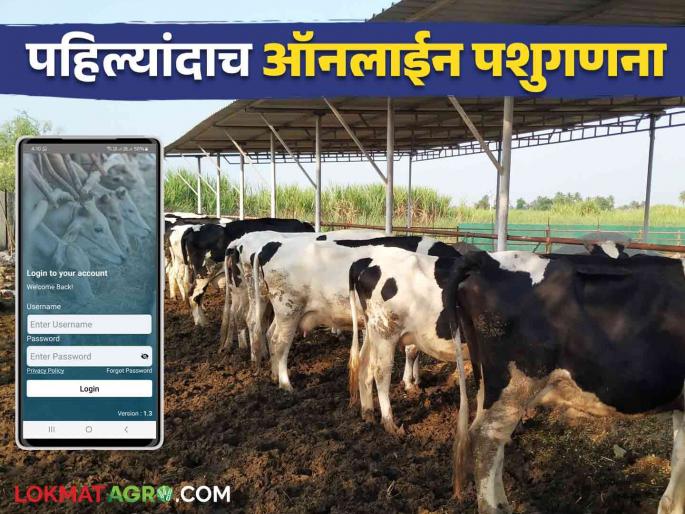 Pashu Ganana 2024 : Livestock census will start from today in the state 9 thousand employees will register through the app | Pashu Ganana 2024 : राज्यात पशुगनणेला आजपासून सुरुवात ९ हजार कर्मचारी करणार अॅपद्वारे नोंदणी Pashu Ganana 2024 : Livestock census will start from today in the state 9 thousand employees will register through the app | Pashu Ganana 2024 : राज्यात पशुगनणेला आजपासून सुरुवात ९ हजार कर्मचारी करणार अॅपद्वारे नोंदणी