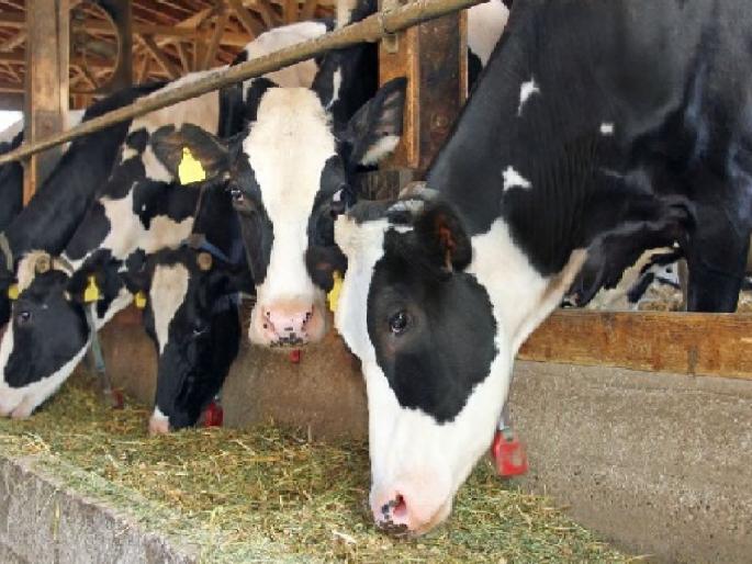 After the increase in milk price, animal feed prices increased, There was an increase of 30 percent | दूध दोन रुपयांनी, मात्र पशुखाद्याच्या दरात झाली 'इतक्या' टक्क्यांनी वाढ; शेतकऱ्यांना झटका After the increase in milk price, animal feed prices increased, There was an increase of 30 percent | दूध दोन रुपयांनी, मात्र पशुखाद्याच्या दरात झाली 'इतक्या' टक्क्यांनी वाढ; शेतकऱ्यांना झटका