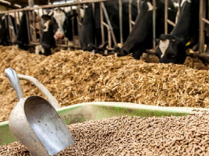 The price of animal feed increased by Rs 100 to 150 per 50 kg bag, Dairy business in trouble | गाईच्या दुधाचे दर घसरले, पशुखाद्याचे दर वाढले; पशुपालक आर्थिक अडचणीत  The price of animal feed increased by Rs 100 to 150 per 50 kg bag, Dairy business in trouble | गाईच्या दुधाचे दर घसरले, पशुखाद्याचे दर वाढले; पशुपालक आर्थिक अडचणीत