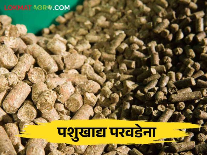 The price of animal feed has gone up drastically and it is being sold at high prices | पशुखाद्याचे दर भरमसाठ वाढले, होतेय चढ्या भावाने विक्री The price of animal feed has gone up drastically and it is being sold at high prices | पशुखाद्याचे दर भरमसाठ वाढले, होतेय चढ्या भावाने विक्री