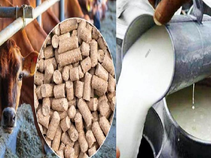 The price of animal feed increased by Rs. 30 in the last month itself | दूध दरात घट; खाद्याचे दर वाढले!, पशुपालक मेटाकुटीस The price of animal feed increased by Rs. 30 in the last month itself | दूध दरात घट; खाद्याचे दर वाढले!, पशुपालक मेटाकुटीस