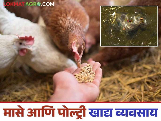 Latest News Fish and Poultry farming How to Start Fish and Poultry Feed Business, Learn More | Fish and Poultry Feed Business : असा सुरु करा मासे आणि पोल्ट्री फीड व्यवसाय, जाणून घ्या सविस्तर 