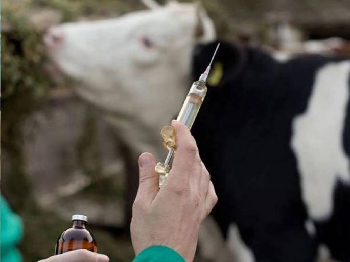 In the confusion of NEET veterinary degree admission rush, the university announced the schedule | ‘नीट’च्या गोंधळात पशुवैद्यकीय पदवी प्रवेशाची घाई, विद्यापीठाकडून वेळापत्रक जाहीर In the confusion of NEET veterinary degree admission rush, the university announced the schedule | ‘नीट’च्या गोंधळात पशुवैद्यकीय पदवी प्रवेशाची घाई, विद्यापीठाकडून वेळापत्रक जाहीर