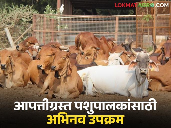 latest news Animal Relief Program : Know the details of the district administration's innovative initiative for disaster-affected livestock farmers | Animal Relief Program : आपत्तीग्रस्त पशुपालकांसाठी जिल्हा प्रशासनाचा अभिनव उपक्रम जाणून घ्या सविस्तर
