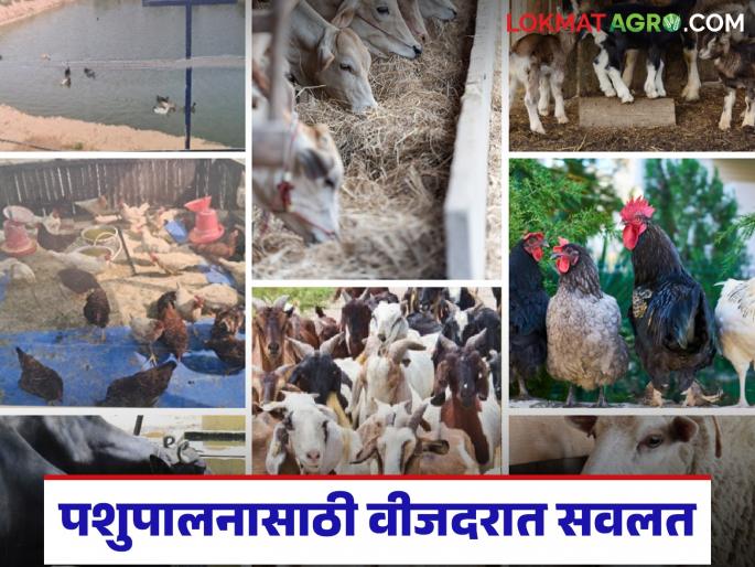 Animal husbandry business will now get discount in electricity tariff; Who will get what benefits? Read in detail | पशुपालन व्यवसायास आता वीजदरात मिळणार सवलत; कुणाला मिळणार कसा लाभ? वाचा सविस्तर Animal husbandry business will now get discount in electricity tariff; Who will get what benefits? Read in detail | पशुपालन व्यवसायास आता वीजदरात मिळणार सवलत; कुणाला मिळणार कसा लाभ? वाचा सविस्तर
