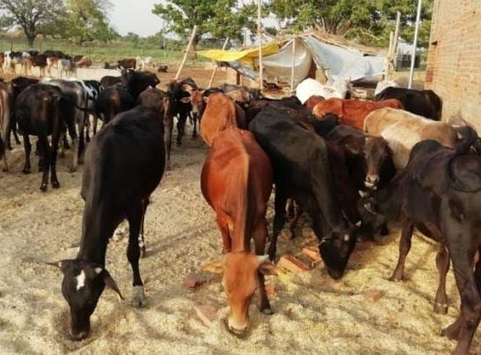 Veterinary center without livestock development officers for 28 months | पशूवैद्यकीय केंद्र २८ महिन्यांपासून पशूधन विकास अधिकाऱ्यांविना Veterinary center without livestock development officers for 28 months | पशूवैद्यकीय केंद्र २८ महिन्यांपासून पशूधन विकास अधिकाऱ्यांविना