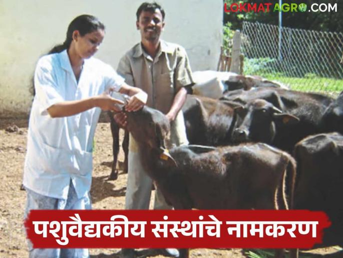Veterinary Clinic: Veterinary medical institutions in the state will get a category increase; Animal husbandry will benefit | Veterinary Clinic : राज्यातील पशु वैद्यकीय संस्थांना मिळणार श्रेणी वाढ; पशुपालकांना होणार फायदा