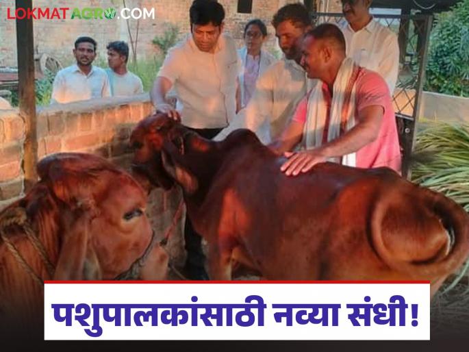 latest news Dairy Farmers: Accelerating 'One Village – One Farm' concept; New direction for modern dairy industry | Dairy Farmers : 'एक गाव – एक फार्म’ संकल्पनेला गती; आधुनिक दुग्धउद्योगाला नवी दिशा latest news Dairy Farmers: Accelerating 'One Village – One Farm' concept; New direction for modern dairy industry | Dairy Farmers : 'एक गाव – एक फार्म’ संकल्पनेला गती; आधुनिक दुग्धउद्योगाला नवी दिशा