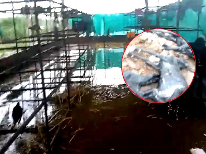 The sky fell on the farmer; 400 chickens and 9 goats died after water entered the arena | शेतकऱ्यावर आभाळ कोसळले; आखाड्यात पाणी शिरून ४०० कोंबड्या, ९ शेळ्या दगावल्या