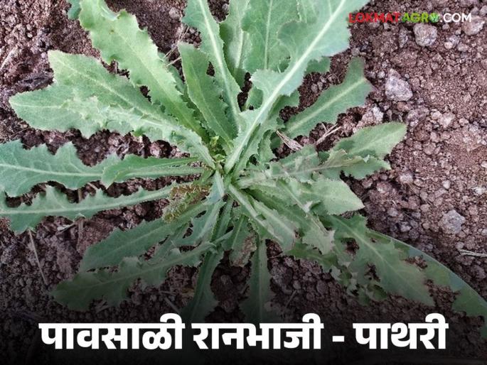 Latest News Ranbhaji Effective on gall bladder problems by ranbhaji Pathri see full recipe | Pathari Ranbhaji : पित्ताच्या त्रासावर भारी, पावसाळी रानभाजी पाथरी, ही भाजी कशी बनवायची?  Latest News Ranbhaji Effective on gall bladder problems by ranbhaji Pathri see full recipe | Pathari Ranbhaji : पित्ताच्या त्रासावर भारी, पावसाळी रानभाजी पाथरी, ही भाजी कशी बनवायची?