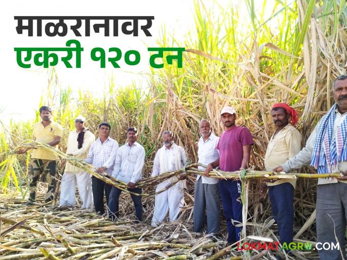 Patil set a record of 120 ton of sugarcane per acre in barren land | पाटलांनी केला विक्रम; खडकाळ जमिनीत एकरामध्ये काढले १२० टन ऊस उत्पादन Patil set a record of 120 ton of sugarcane per acre in barren land | पाटलांनी केला विक्रम; खडकाळ जमिनीत एकरामध्ये काढले १२० टन ऊस उत्पादन