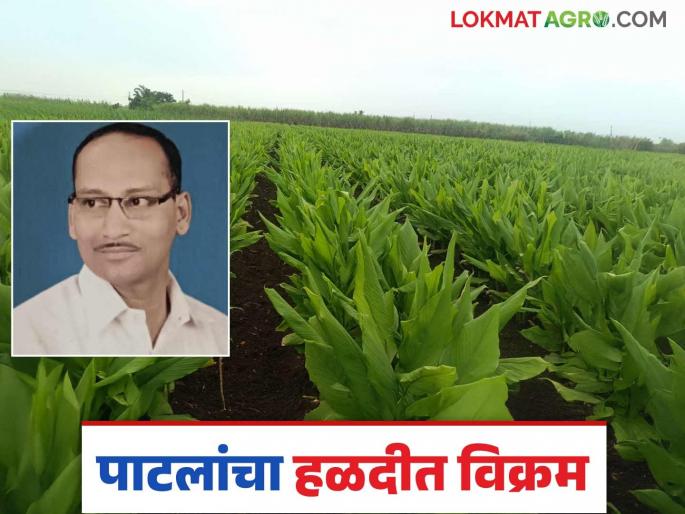 Farmer Patil made a record in turmeric; Production of 45 quintals of turmeric taken in 60 guntha area | पाटलांनी हळदीत केला विक्रम; ६० गुंठ्यांत घेतले ४५ क्विंटल हळदीचे उत्पादन Farmer Patil made a record in turmeric; Production of 45 quintals of turmeric taken in 60 guntha area | पाटलांनी हळदीत केला विक्रम; ६० गुंठ्यांत घेतले ४५ क्विंटल हळदीचे उत्पादन