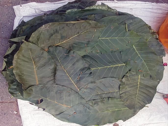 Importance of Moha pern plates in Pitrupaksha; Daily sale of 25 thousand plates in Chhatrapati Sambhaji Nagar | पितृपक्षात मोहाच्या पत्रावळीस महत्व; छत्रपती संभाजीनगरात रोज २५ हजार पत्रावळींची विक्री Importance of Moha pern plates in Pitrupaksha; Daily sale of 25 thousand plates in Chhatrapati Sambhaji Nagar | पितृपक्षात मोहाच्या पत्रावळीस महत्व; छत्रपती संभाजीनगरात रोज २५ हजार पत्रावळींची विक्री