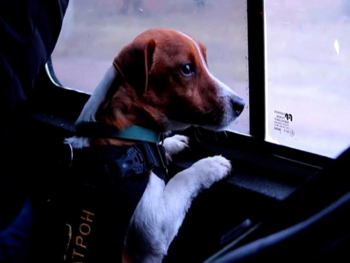 Patron - A Ukrainian service dog who `discovered 150 explosives` in Chernihiv during war | युक्रेनमध्ये हिरो बनला 'Patron'; अशाप्रकारे वाचविले शेकडो लोकांचे प्राण Patron - A Ukrainian service dog who `discovered 150 explosives` in Chernihiv during war | युक्रेनमध्ये हिरो बनला 'Patron'; अशाप्रकारे वाचविले शेकडो लोकांचे प्राण
