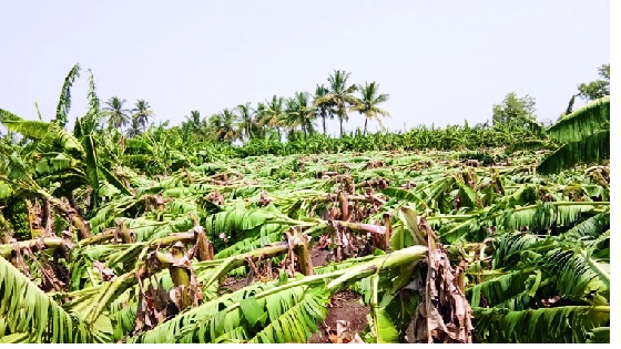 4 million storm hits in Kolhapur district! | वळीव पावसाने कोल्हापूर जिल्ह्यात चार कोटींचा वादळी तडाखा ! 4 million storm hits in Kolhapur district! | वळीव पावसाने कोल्हापूर जिल्ह्यात चार कोटींचा वादळी तडाखा !
