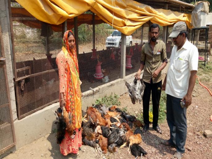 Death of two thousand hen due to Maanmodee's disease at Nimsakhar | निमसाखर येथे मानमोडी रोगामुळे दोन हजार कोंबड्यांचा मृत्यू Death of two thousand hen due to Maanmodee's disease at Nimsakhar | निमसाखर येथे मानमोडी रोगामुळे दोन हजार कोंबड्यांचा मृत्यू