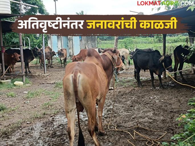 Latest news Take these measures to take care of animals during heavy rains, read in detail | Agriculture News : अतिवृष्टीच्या काळात जनावरांची काळजी घेण्यासाठी 'हे' उपाय करा, वाचा सविस्तर 