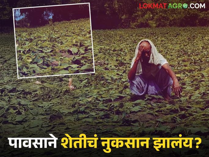 Latest news Nuksan Bharpai Crop damage due to rain, farmers should do Panchnama first | Nuksan Bharpai : राज्यात पावसानं शेतीपिकांची दाणादाण, शेतकऱ्यांनो पहिल्यांदा 'हे' काम करा! Latest news Nuksan Bharpai Crop damage due to rain, farmers should do Panchnama first | Nuksan Bharpai : राज्यात पावसानं शेतीपिकांची दाणादाण, शेतकऱ्यांनो पहिल्यांदा 'हे' काम करा!