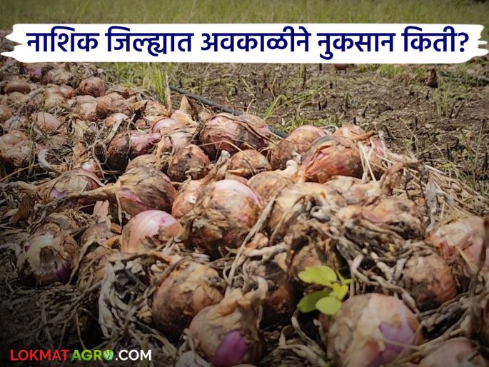 Latest News nuksan bharpai Unseasonal rains damage crops on 12 hectares in Nashik district | 35 हजार शेतकरी बाधित, सर्वाधिक कांद्याचे नुकसान, नाशिकला किती नुकसान भरपाई मिळणार?  Latest News nuksan bharpai Unseasonal rains damage crops on 12 hectares in Nashik district | 35 हजार शेतकरी बाधित, सर्वाधिक कांद्याचे नुकसान, नाशिकला किती नुकसान भरपाई मिळणार?