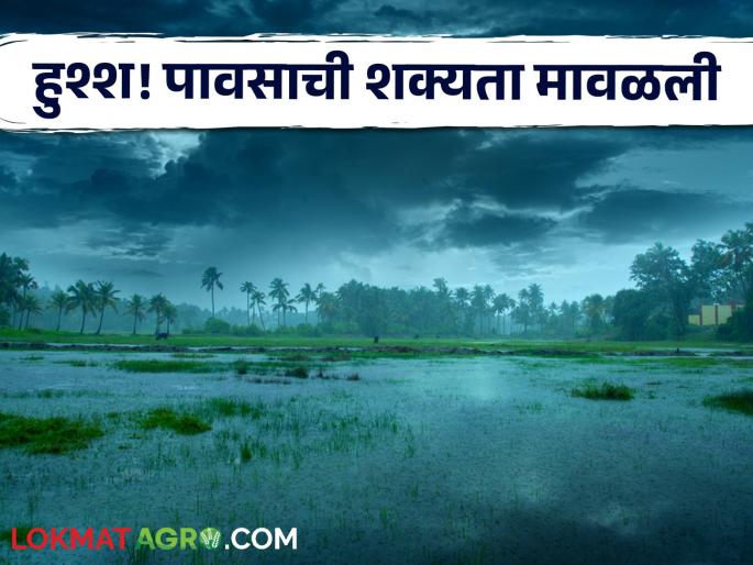 Latest News Maharashtra Weather Update Relief for farmers, chances of rain have subsided, see weather update | Maharashtra Weather Update : शेतकऱ्यांना दिलासा, पावसाची शक्यता मावळली, वाचा कसे असेल हवामान?  Latest News Maharashtra Weather Update Relief for farmers, chances of rain have subsided, see weather update | Maharashtra Weather Update : शेतकऱ्यांना दिलासा, पावसाची शक्यता मावळली, वाचा कसे असेल हवामान?