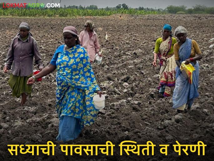Latest News See reason for current rainfall situation an important appeal regarding soybeans and maize sowing | सध्याची पावसाची ही स्थिती कशामुळे? अन् सोयाबीन, मकाबाबत महत्वाचं आवाहन Latest News See reason for current rainfall situation an important appeal regarding soybeans and maize sowing | सध्याची पावसाची ही स्थिती कशामुळे? अन् सोयाबीन, मकाबाबत महत्वाचं आवाहन