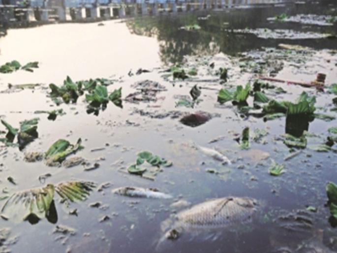 Hundreds of dead fish found in Pawana | पवनेत आढळले शेकडो मृत मासे;‘लोकमत’मुळे नदी फेसाळल्याचे उघड Hundreds of dead fish found in Pawana | पवनेत आढळले शेकडो मृत मासे;‘लोकमत’मुळे नदी फेसाळल्याचे उघड