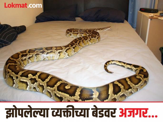 Terrible python suddenly fell on a sleeping what happen next | बोंबला! गाढ झोपेत असलेल्या व्यक्तीच्या बेडवर वरून पडला भलामोठा अजगर आणि मग...