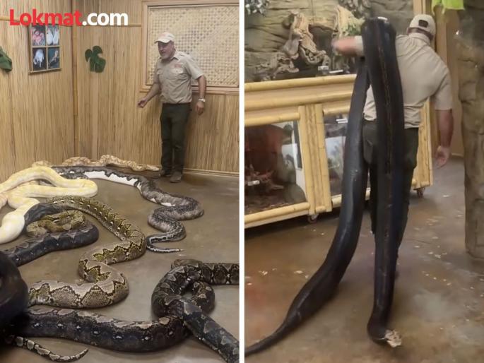 Viral Video : Man carry giant python to secret room watch shocking video | VIDEO : व्यक्तीने खांद्यावर उचलून नेला भलामोठा अजगर, रूममधील नजारा पाहून बसेल धक्का... Viral Video : Man carry giant python to secret room watch shocking video | VIDEO : व्यक्तीने खांद्यावर उचलून नेला भलामोठा अजगर, रूममधील नजारा पाहून बसेल धक्का...