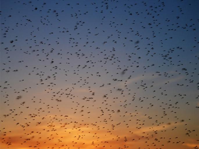 Mosquito breeding in 11,490 places in Pimpri Chinchwad city, notices issued to 3,706 people, direct action taken against 833 citizens | पिंपरी चिंचवड शहरात ११ हजार ४९० जागी डास उत्पत्ती, ३ हजार ७०६ जणांना नोटीस, ८३३ नागरिकांवर थेट कारवाई Mosquito breeding in 11,490 places in Pimpri Chinchwad city, notices issued to 3,706 people, direct action taken against 833 citizens | पिंपरी चिंचवड शहरात ११ हजार ४९० जागी डास उत्पत्ती, ३ हजार ७०६ जणांना नोटीस, ८३३ नागरिकांवर थेट कारवाई