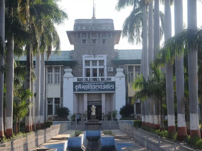 Akola Agricultural University has developed a new variety of sunflower | अकाेल्याच्या कृषी विद्यापीठाने केले सूर्यफुलाचे नवे वाण विकसित Akola Agricultural University has developed a new variety of sunflower | अकाेल्याच्या कृषी विद्यापीठाने केले सूर्यफुलाचे नवे वाण विकसित