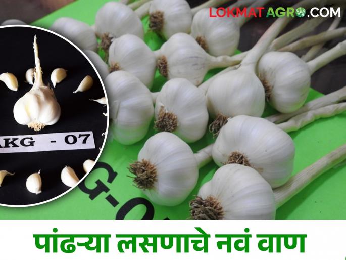 Latest News New variety of white garlic developed in pdkv university akola see detail | पांढऱ्या लसणाचे नवं वाण विकसित, त्याचं वैशिष्ट्य काय? वाचा सविस्तर Latest News New variety of white garlic developed in pdkv university akola see detail | पांढऱ्या लसणाचे नवं वाण विकसित, त्याचं वैशिष्ट्य काय? वाचा सविस्तर