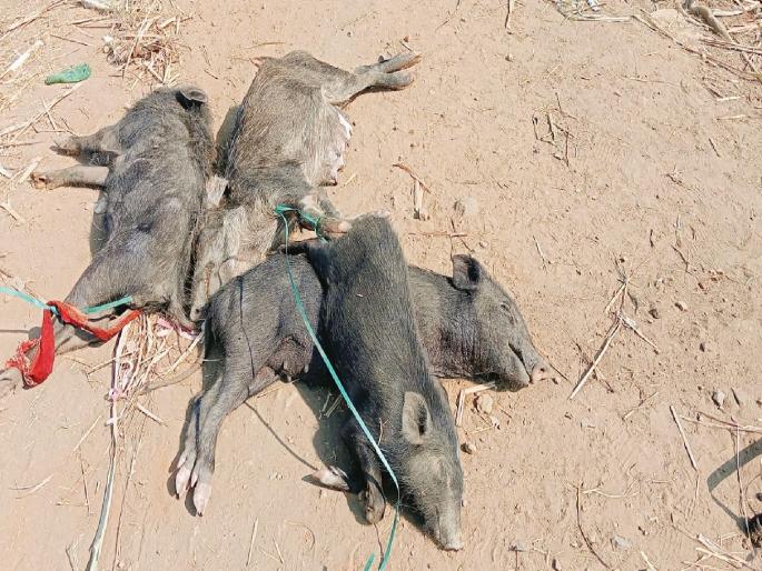 One and a half thousand pigs died due to infectious disease in Ashta Sangli district | आष्ट्यात संसर्गजन्य रोगाने दीड हजार डुकरांचा मृत्यू, कुत्री पिसळण्याचा धोका; स्वच्छता मोहीमेची मागणी One and a half thousand pigs died due to infectious disease in Ashta Sangli district | आष्ट्यात संसर्गजन्य रोगाने दीड हजार डुकरांचा मृत्यू, कुत्री पिसळण्याचा धोका; स्वच्छता मोहीमेची मागणी