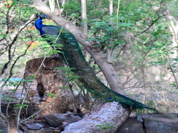 bird flu: Influx of bird flu in Yavatmal district; Dead peacock specimens positive | Bird Flu : यवतमाळ जिल्ह्यात बर्ड फ्ल्यूचा शिरकाव; मृत मोराचे नमुने पॉझिटिव्ह bird flu: Influx of bird flu in Yavatmal district; Dead peacock specimens positive | Bird Flu : यवतमाळ जिल्ह्यात बर्ड फ्ल्यूचा शिरकाव; मृत मोराचे नमुने पॉझिटिव्ह