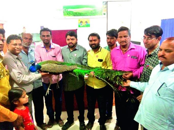 Buldana: sav life of the peacock found injured! | बुलडाणा : जखमी अवस्थेत आढळलेल्या मोराला दिले जीवदान! Buldana: sav life of the peacock found injured! | बुलडाणा : जखमी अवस्थेत आढळलेल्या मोराला दिले जीवदान!