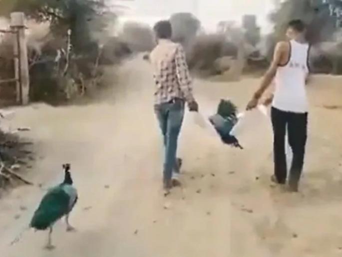peacock following his partner during his last rights emotional video goes vial | आपल्या जोडीदाराच्या अंतिमसंस्कारावेळी मागे जाऊ लागला मोर, भावुक घटना कॅमेऱ्यात कैद peacock following his partner during his last rights emotional video goes vial | आपल्या जोडीदाराच्या अंतिमसंस्कारावेळी मागे जाऊ लागला मोर, भावुक घटना कॅमेऱ्यात कैद