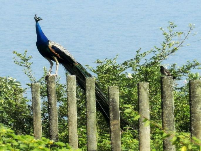 Pandit peacocks peacock survival! | पांडवलेण्यातील मोरांचे अस्तित्व धोक्यात!